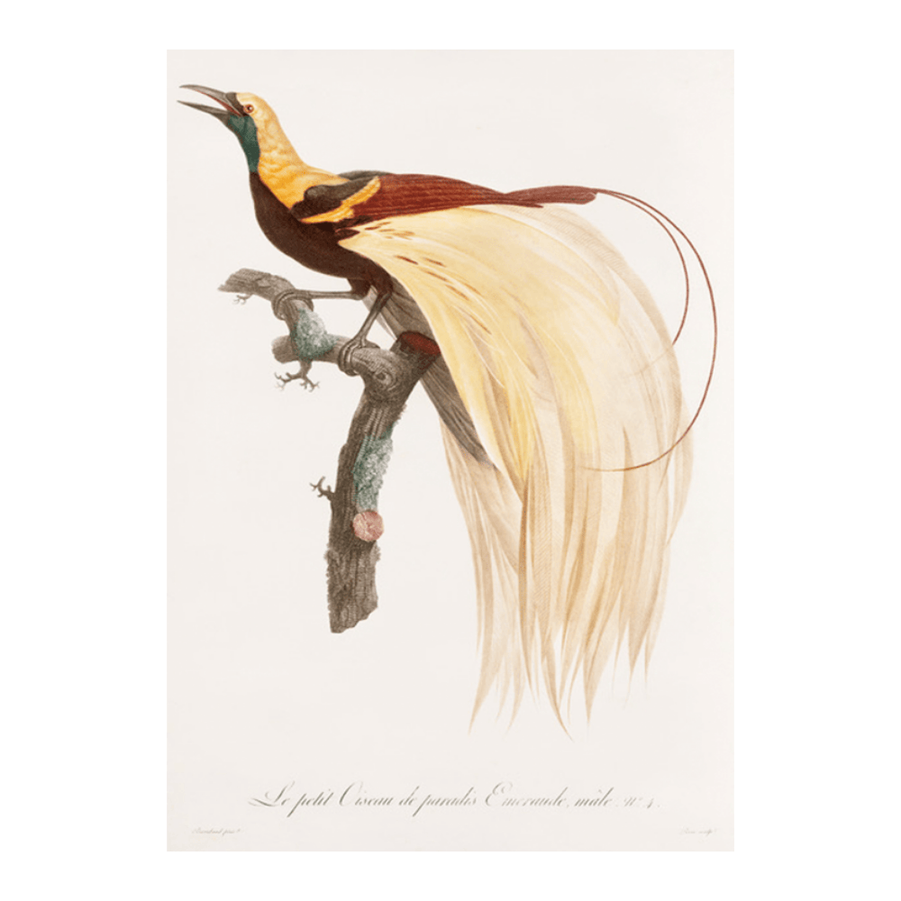 Emperor Bird of Paradise