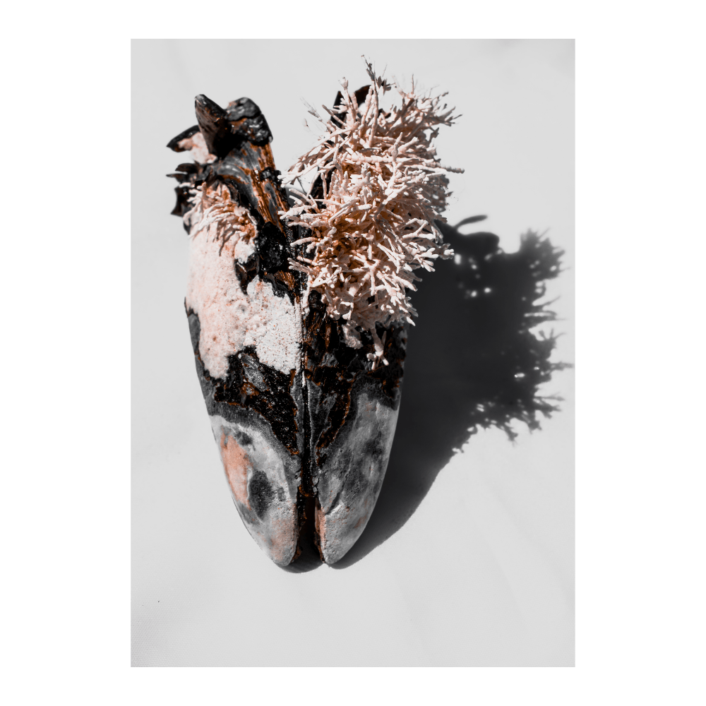 Black Mussel Shell Macro