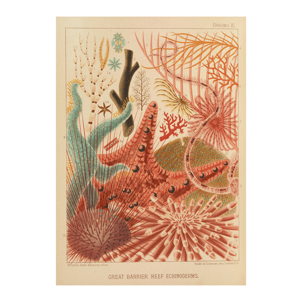 Great Barrier Reef Echinoderms (1893)