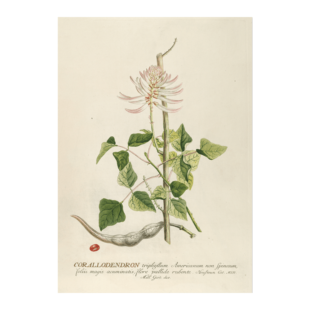 Corallodendron