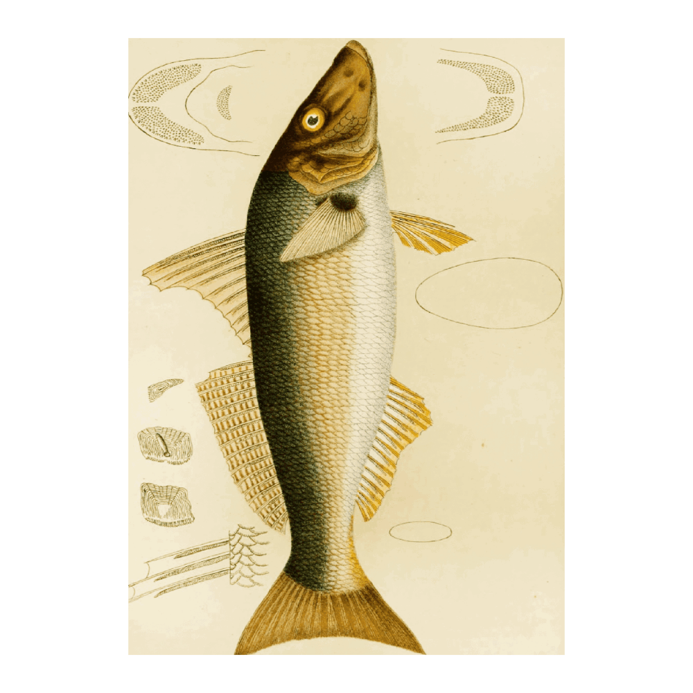 Fishes VII