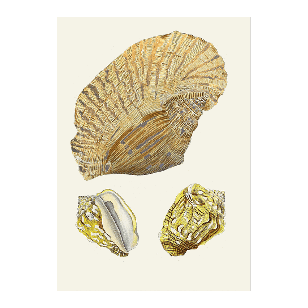Strombea IV