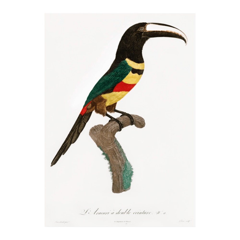 Black-Necked Aracari