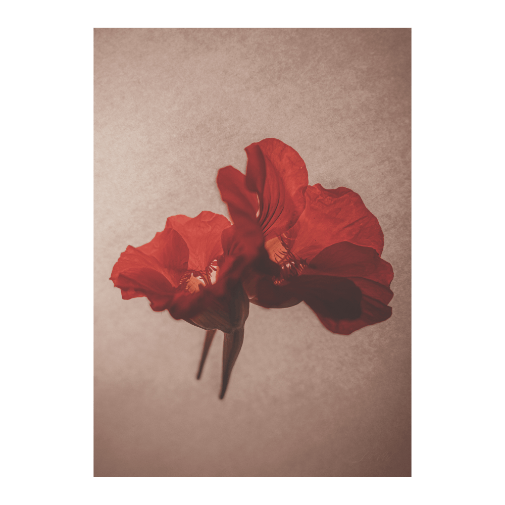 Red Flowers Macro