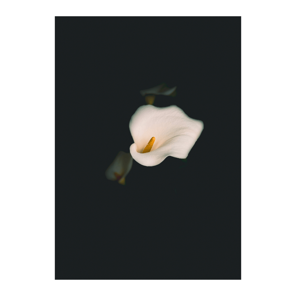 White Calla Lily On Black | Limited Edition