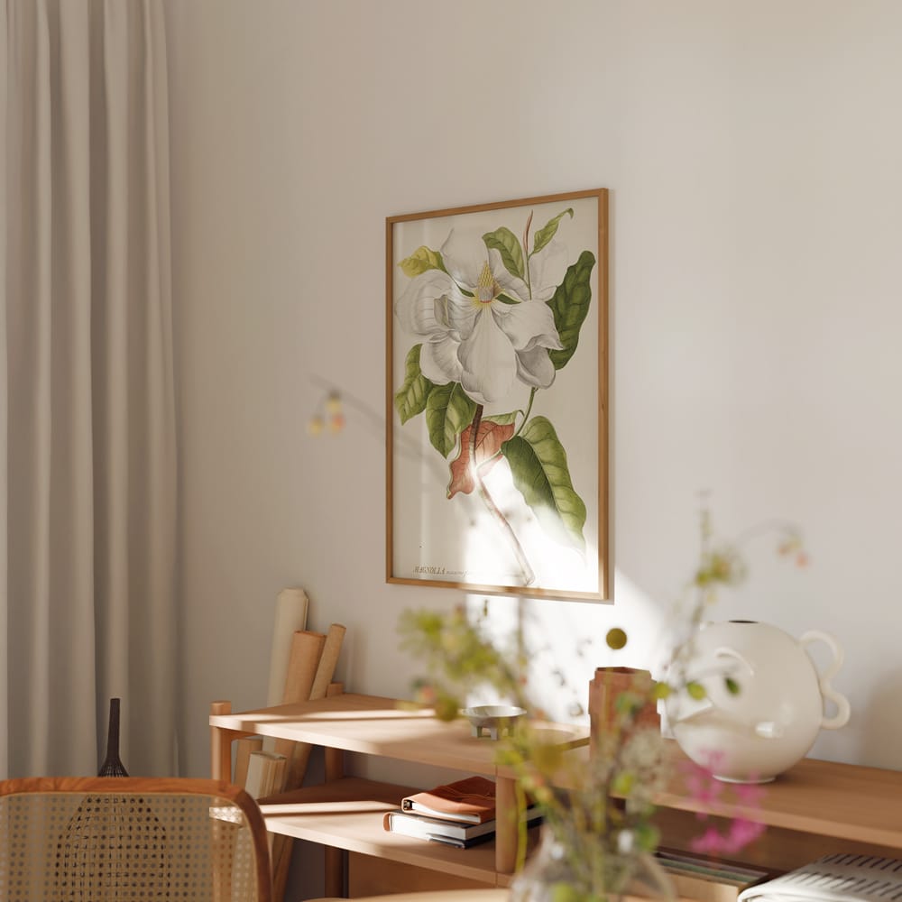 Magnolia II