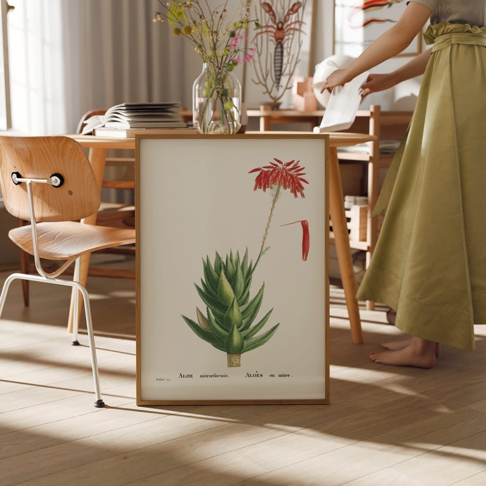 Aloe Mitroeformis (Mitre Aloe)