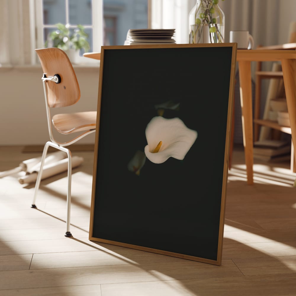 White Calla Lily On Black | Limited Edition