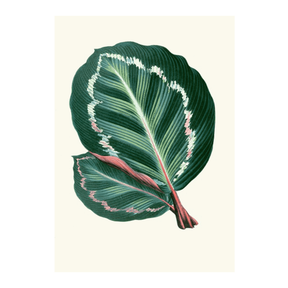 Maranta Illustris (1867-1870)