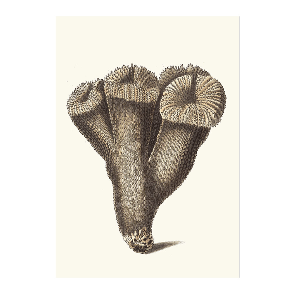 Thistle Madrepore