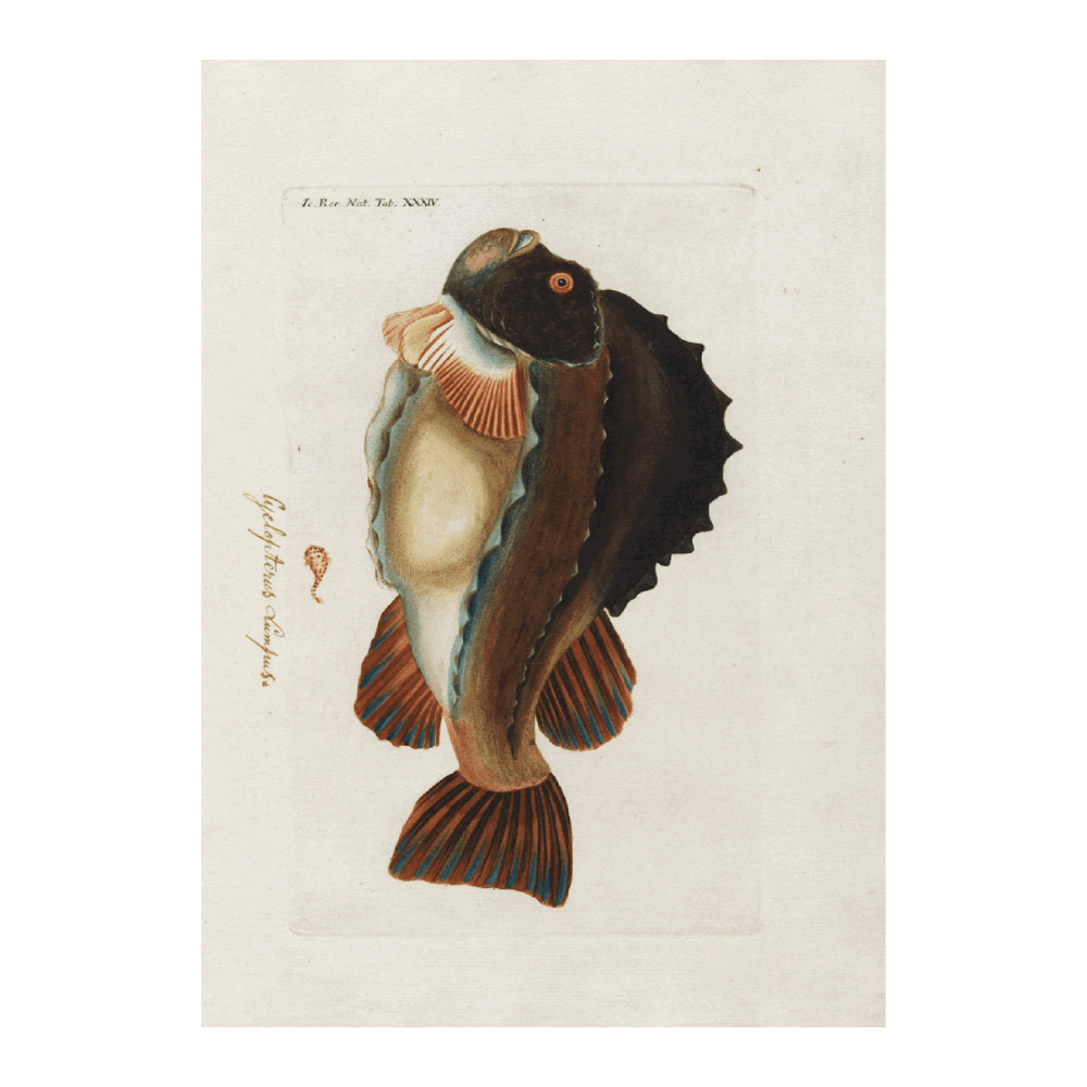 Fauna Japonica PI XIII