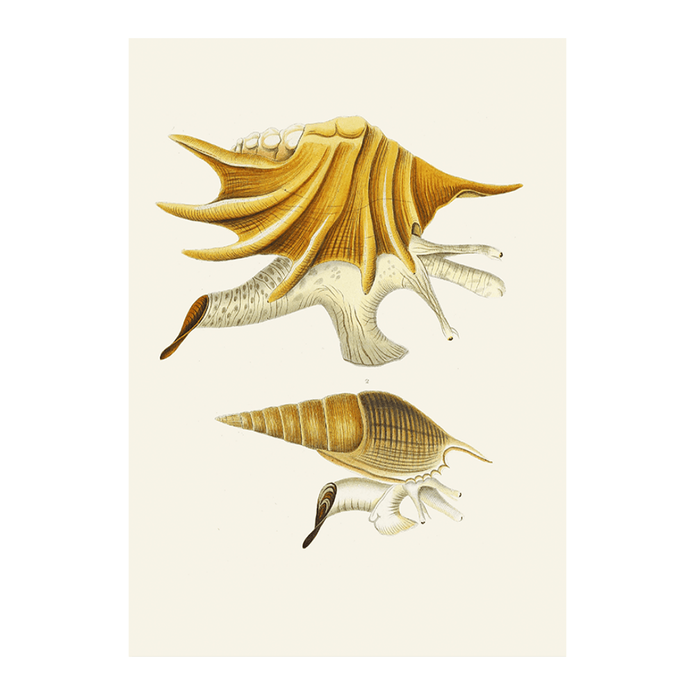 Strombea II
