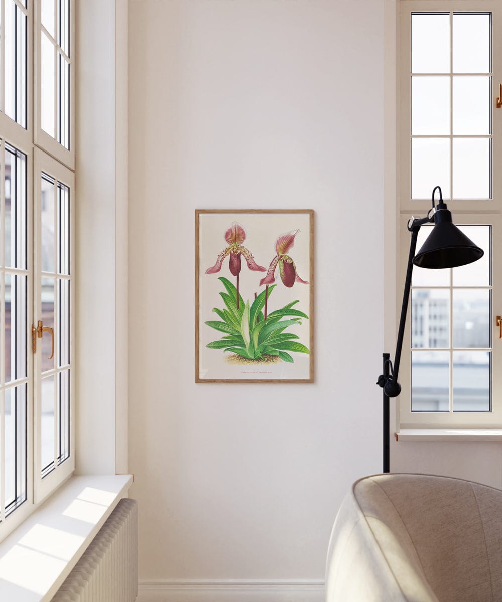 Cypripedium Fraseri