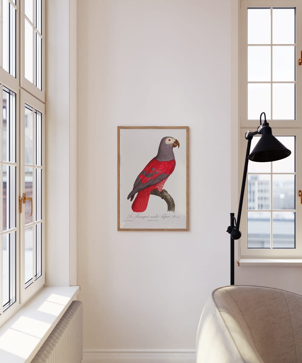 The Grey Parrot