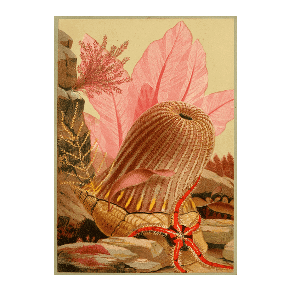 The Parasitic Anemone