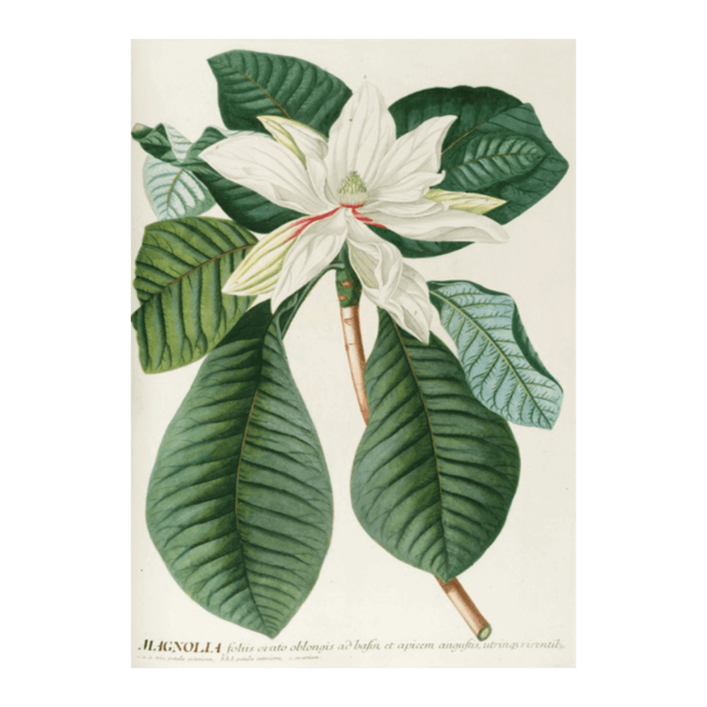 Magnolia III (1750-1773)