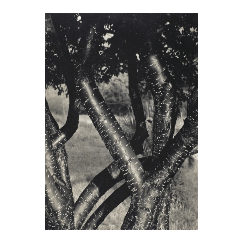 Alfred Stieglitz: "The Dancing Trees" (1922)