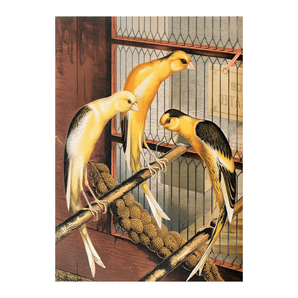 Scotch Fancy Canaries, Piebald