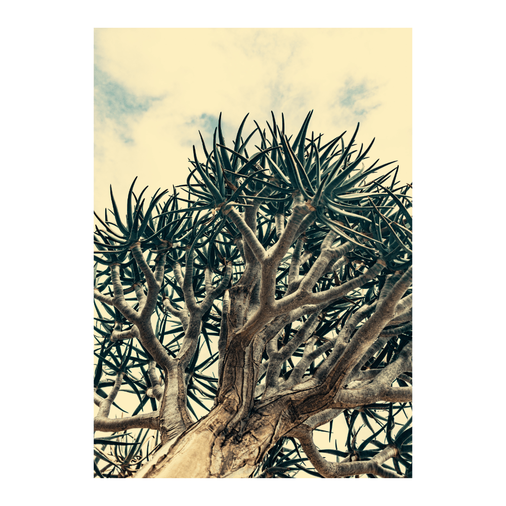 Quiver Tree Silhouette