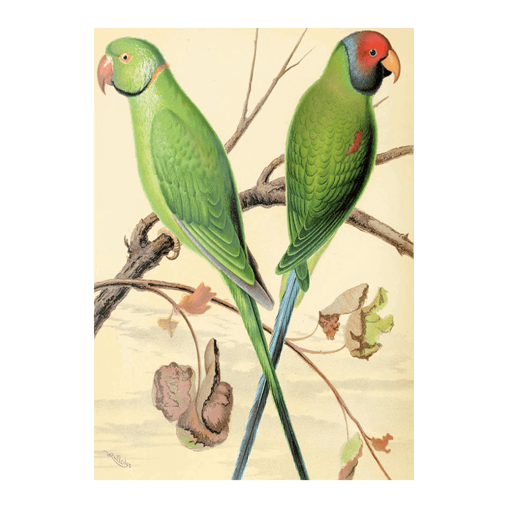 Ring-Necked Parrakeet, Plum-Headed Parrakeet