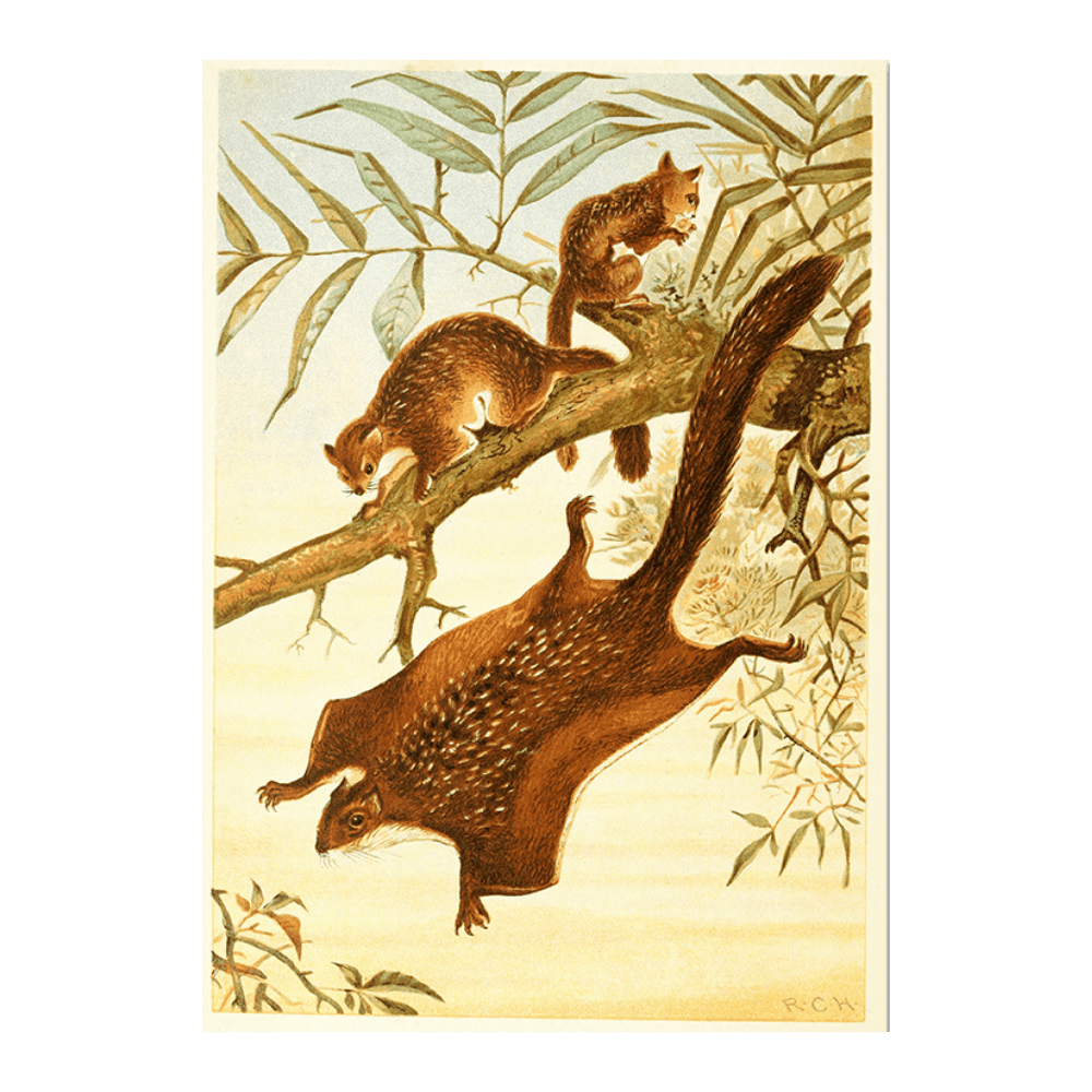 Flying Squirrel