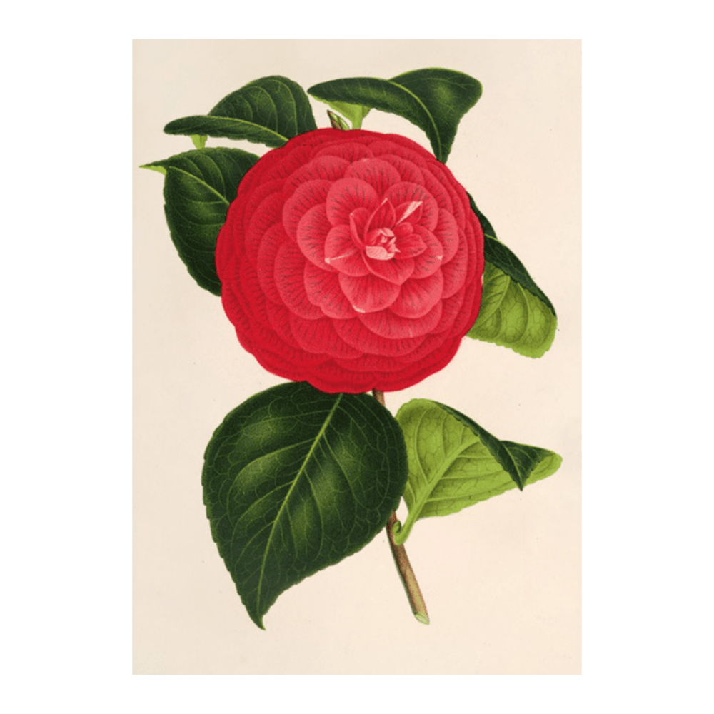 Camellia Marchesa Davia (1854-1896)