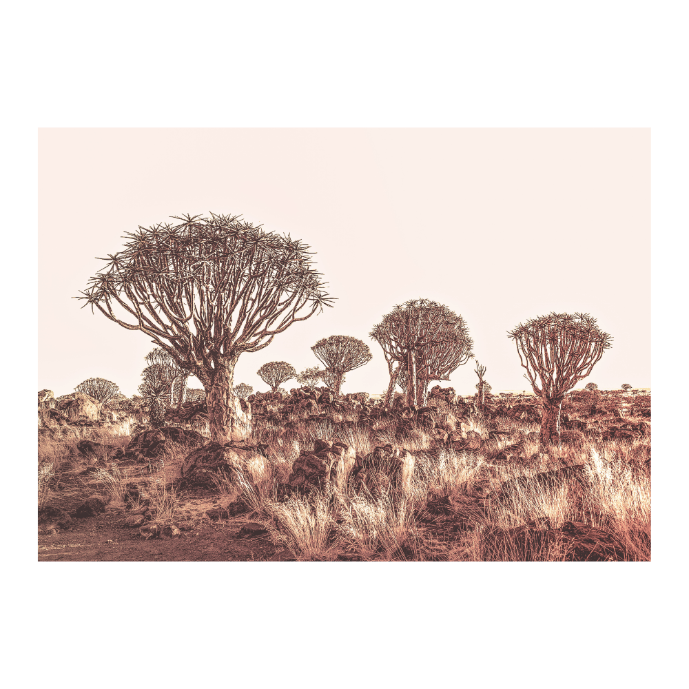 Quiver Trees At Dusk