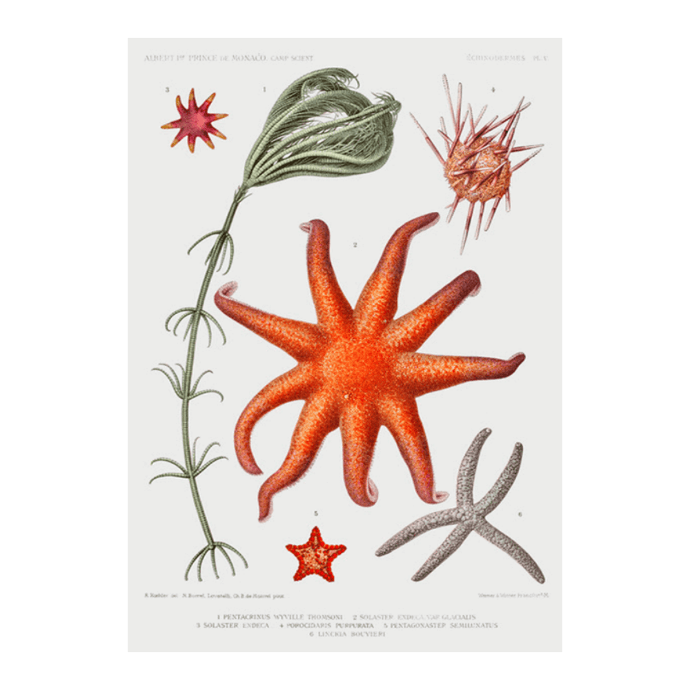 Starfish Varieties IV