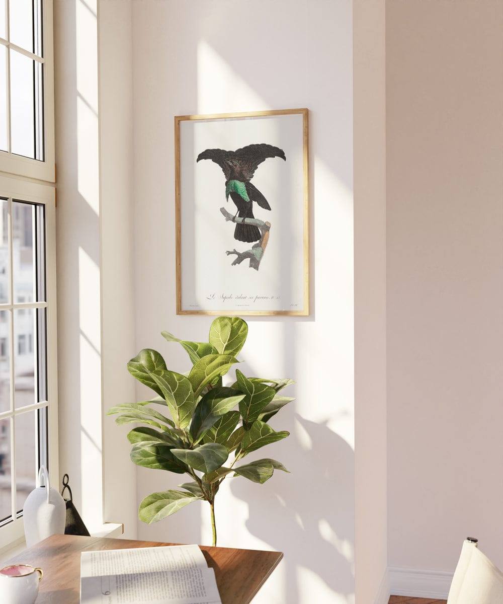 Superb Bird of Paradise