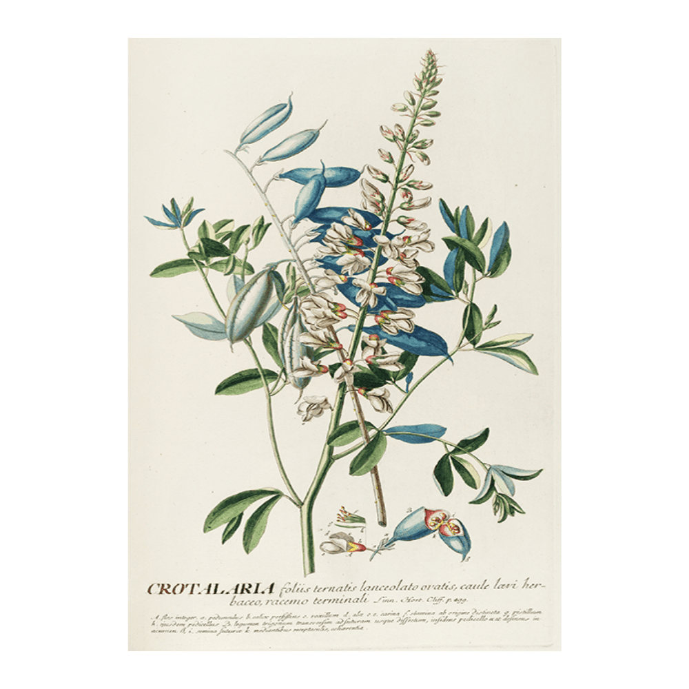 Crotalaria II
