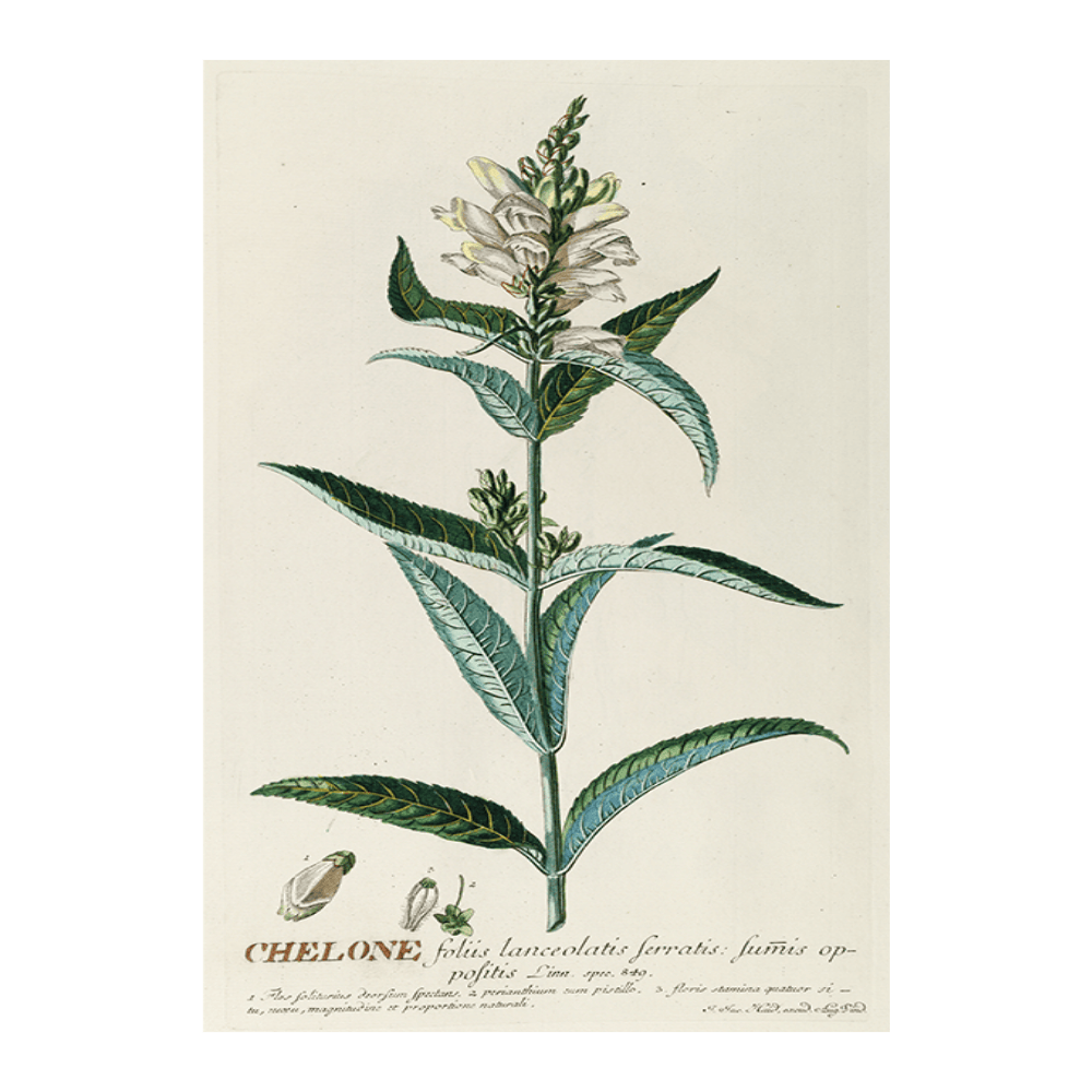 Chelone