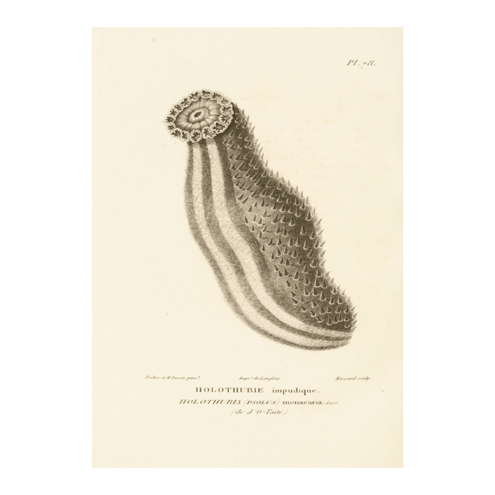 Centurie Zoologique PI LXXVII