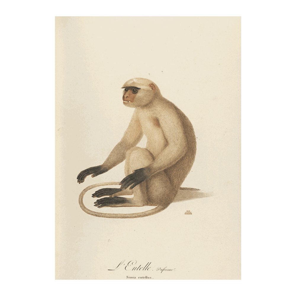 L'Entelle