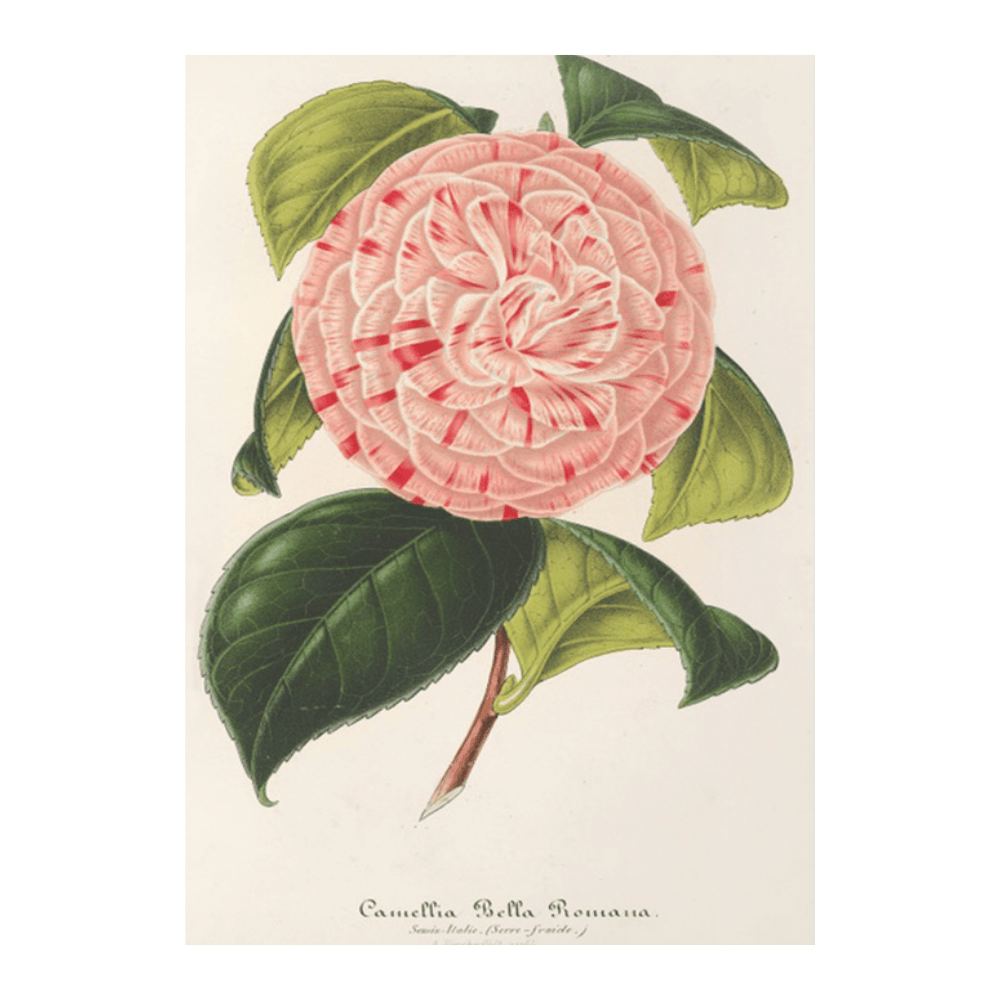 ‍Camellia Bella Romana (1854-1896) (100% off)