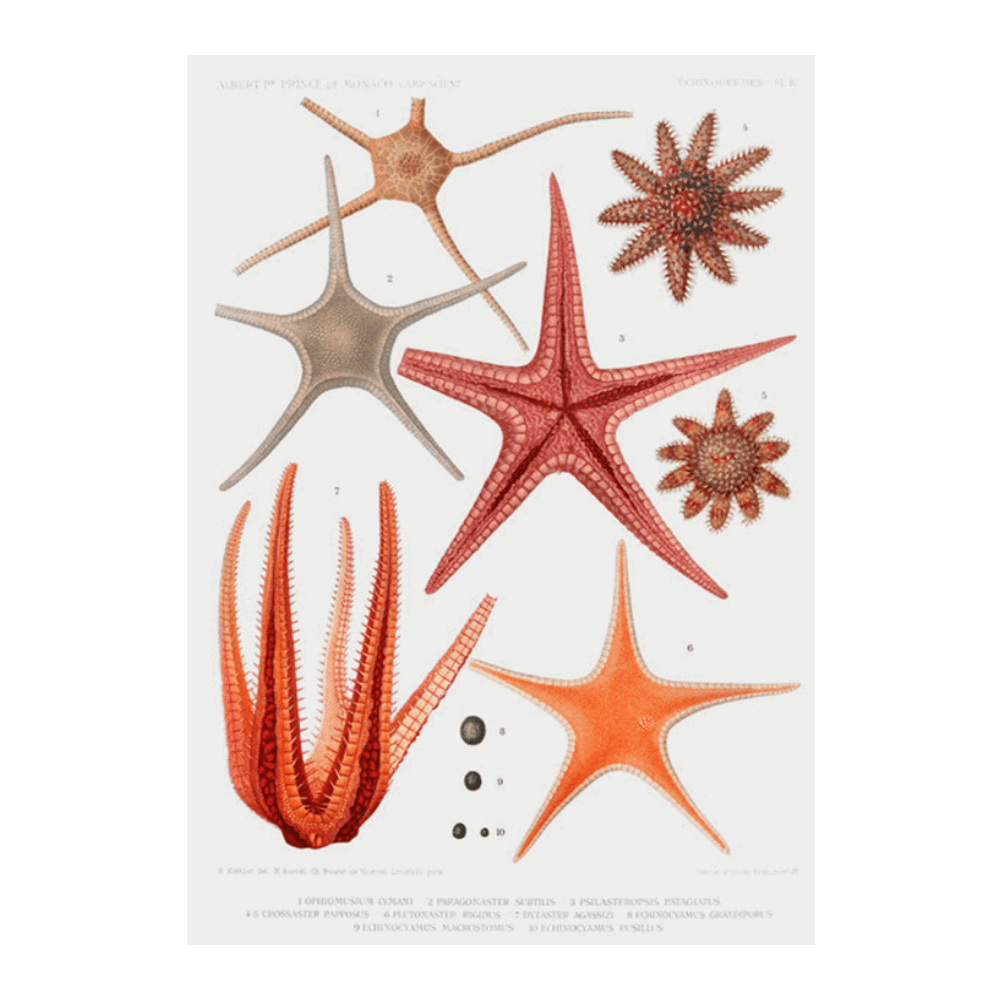 Starfish Varieties II