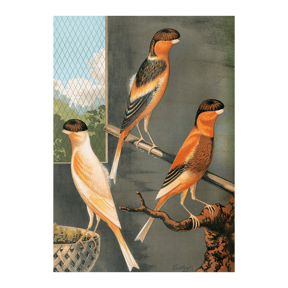 Norwich Canaries-Dark Crested Buff