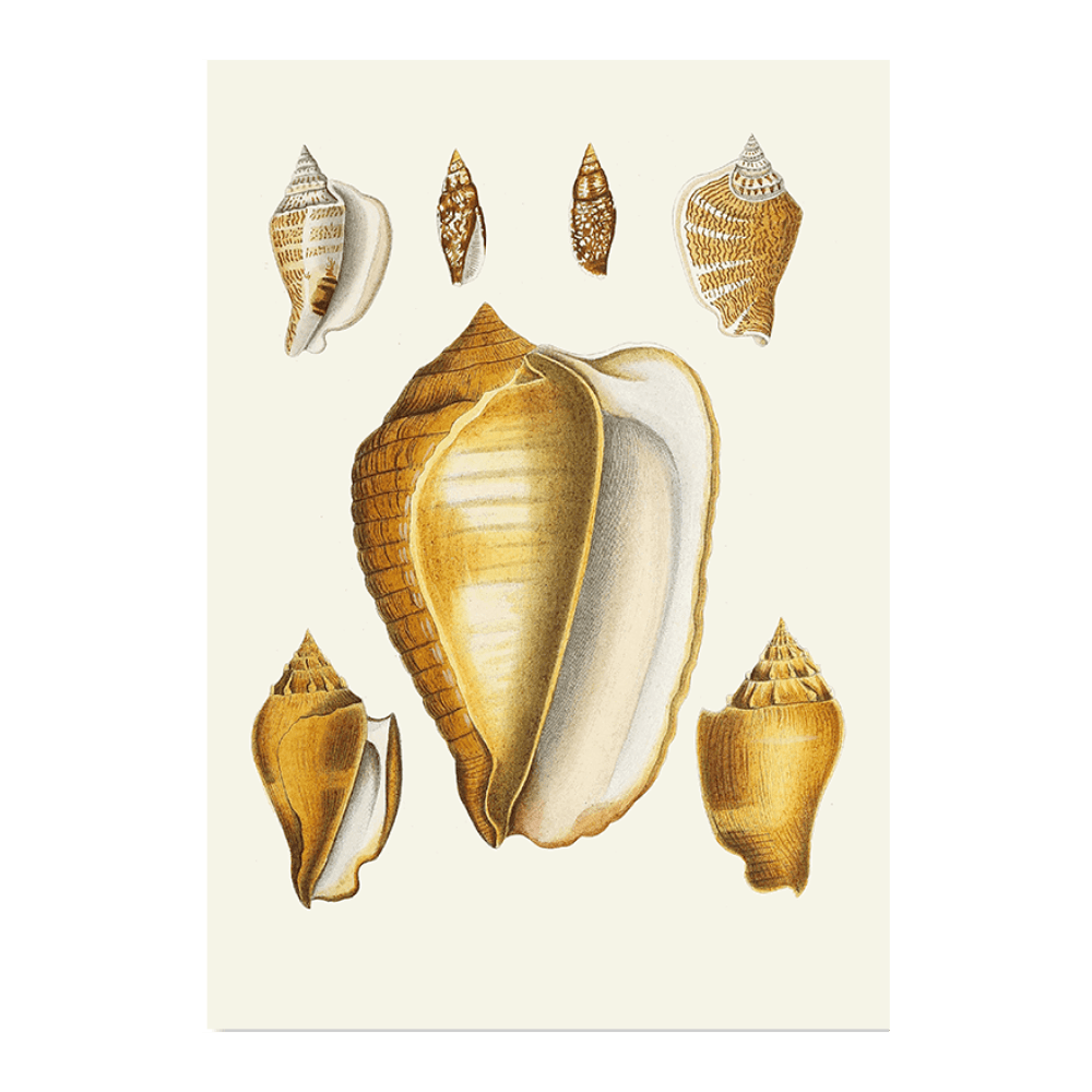 Strombea VII