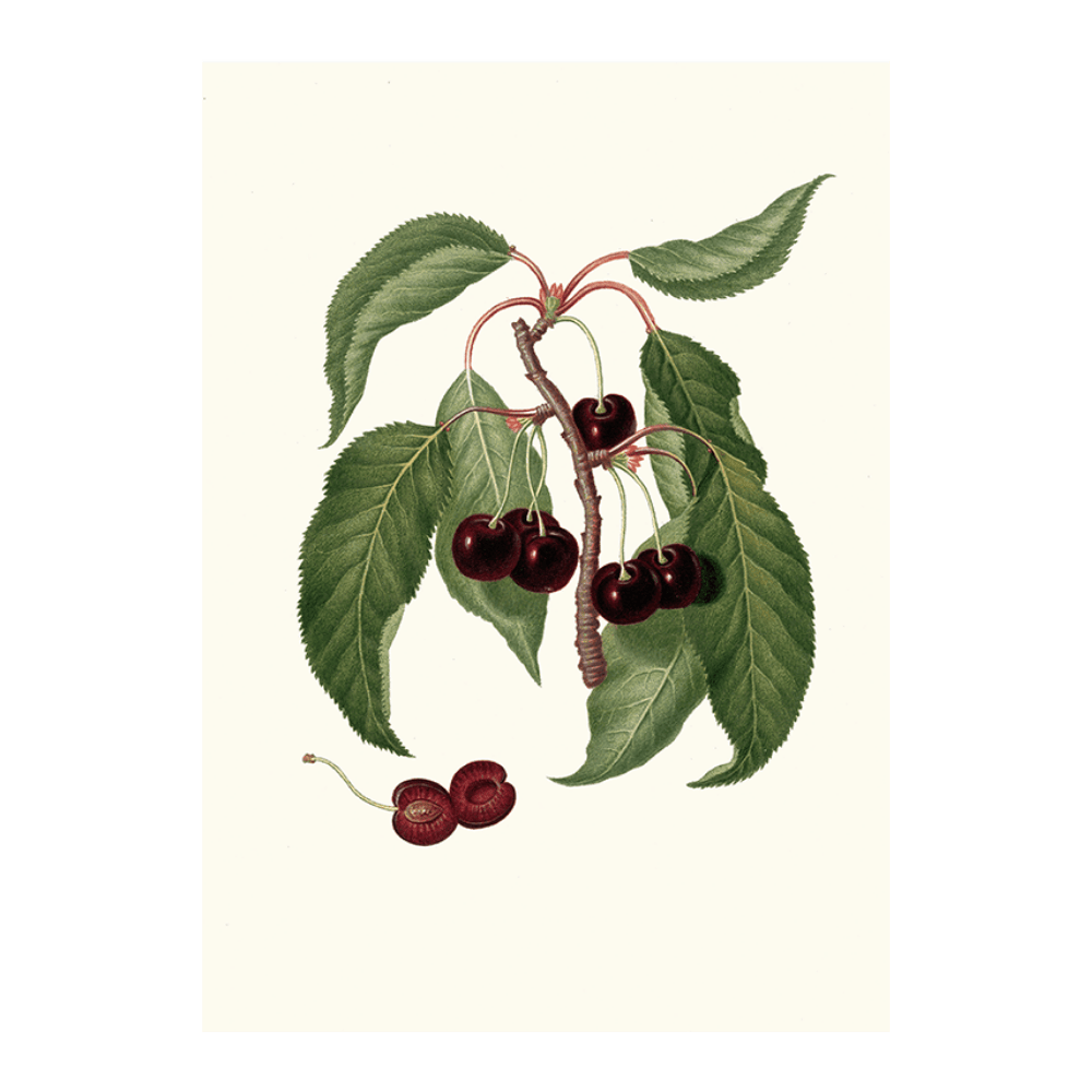 Ciliega Napoletana. [Cerasus Duracina _ Hard-fleshed cherry]