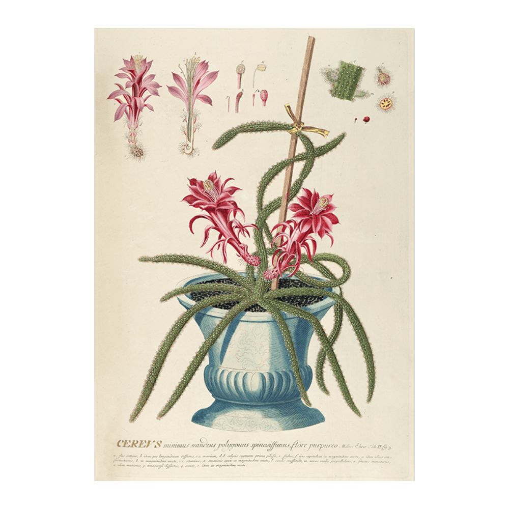 Cereus II