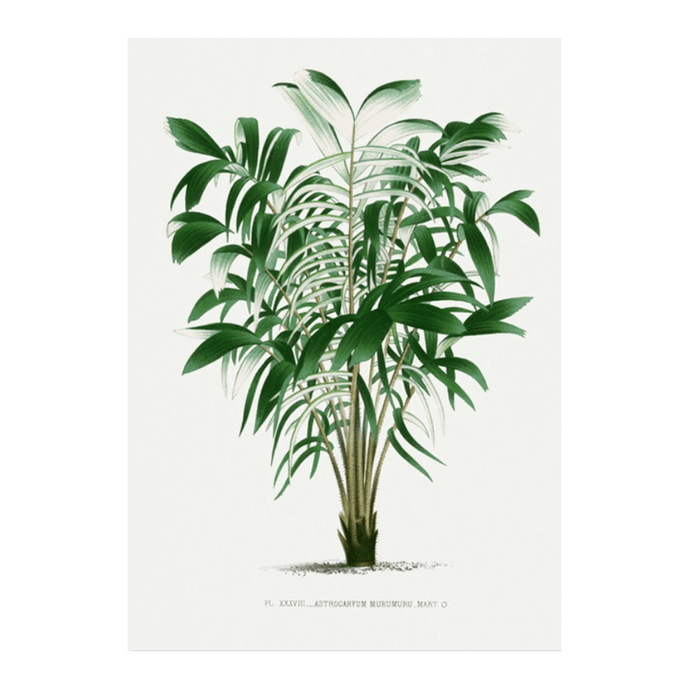 Les Palmiers Histoire XXXVIII