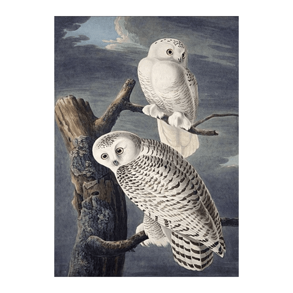 Audubon Snowy Owl