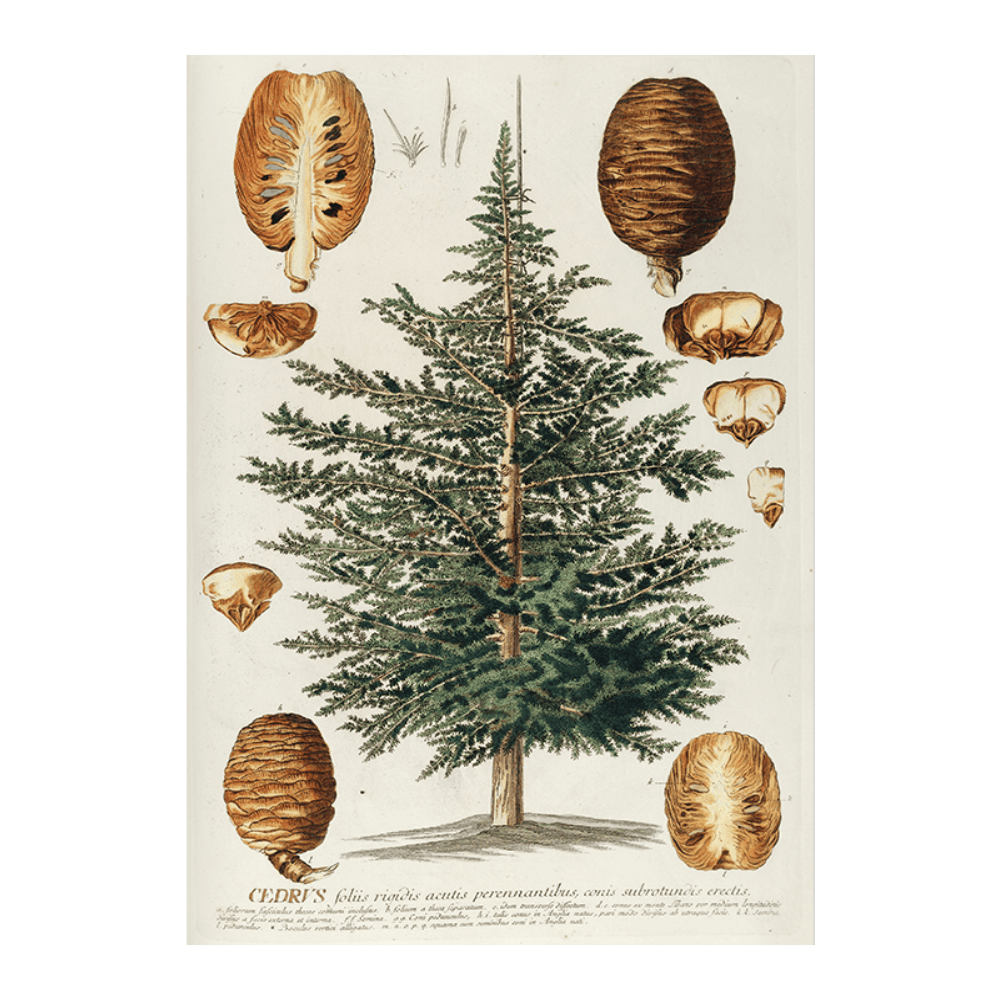 Cedrus III