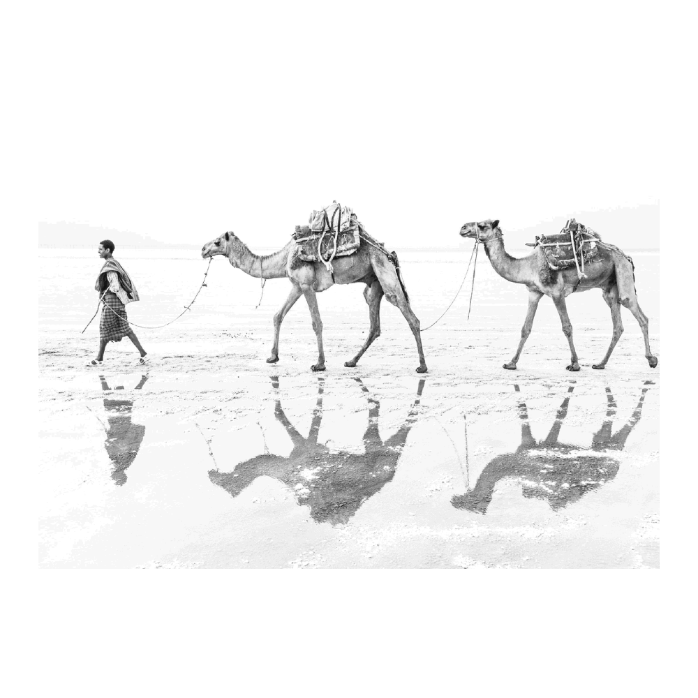 Man With His Camels