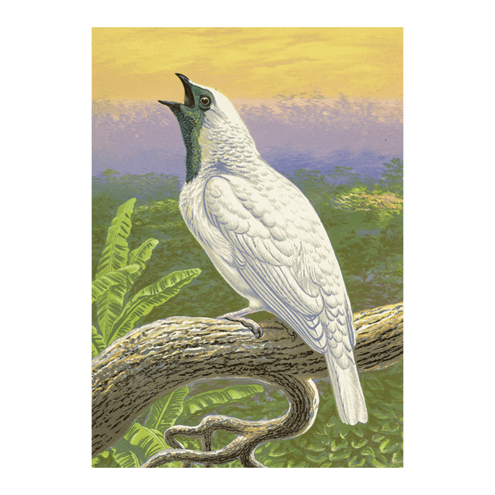 Naked-Throated Cotinga