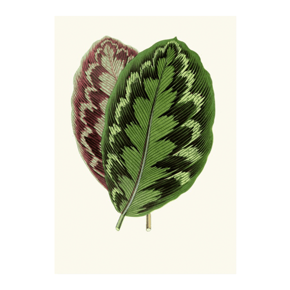 Calathea Veitchiana (1867-1870)