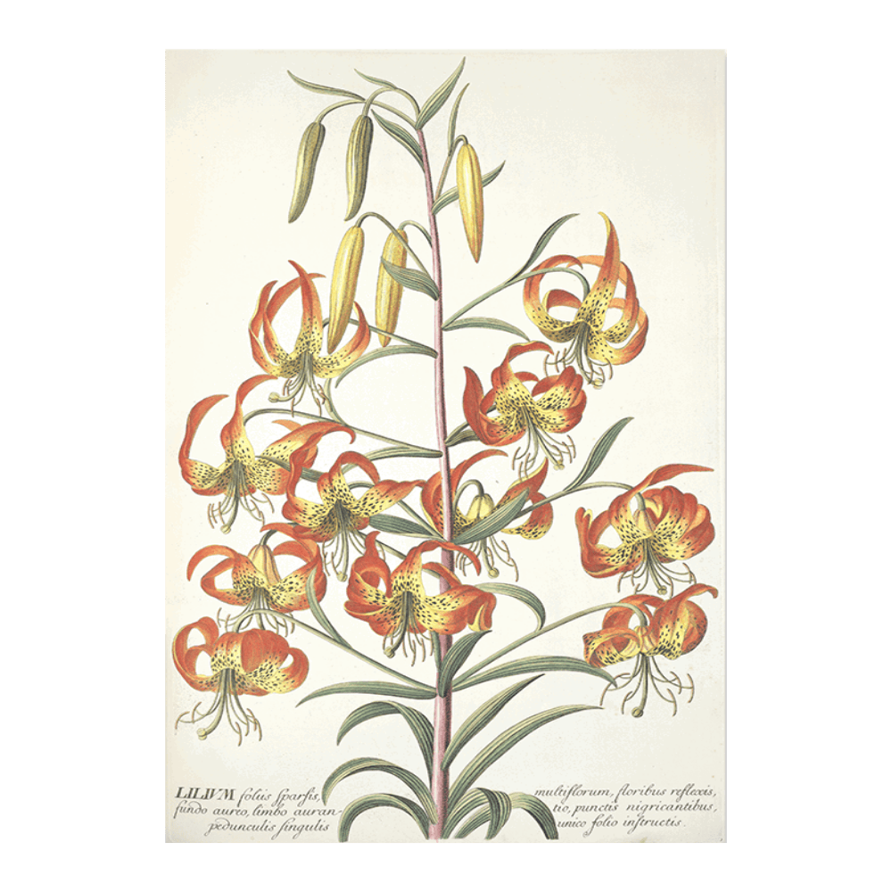 Lilium
