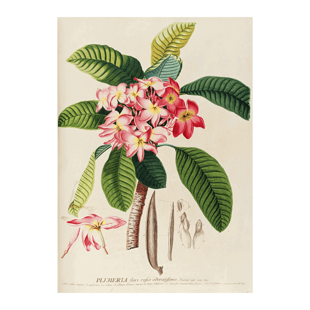 Plumeria