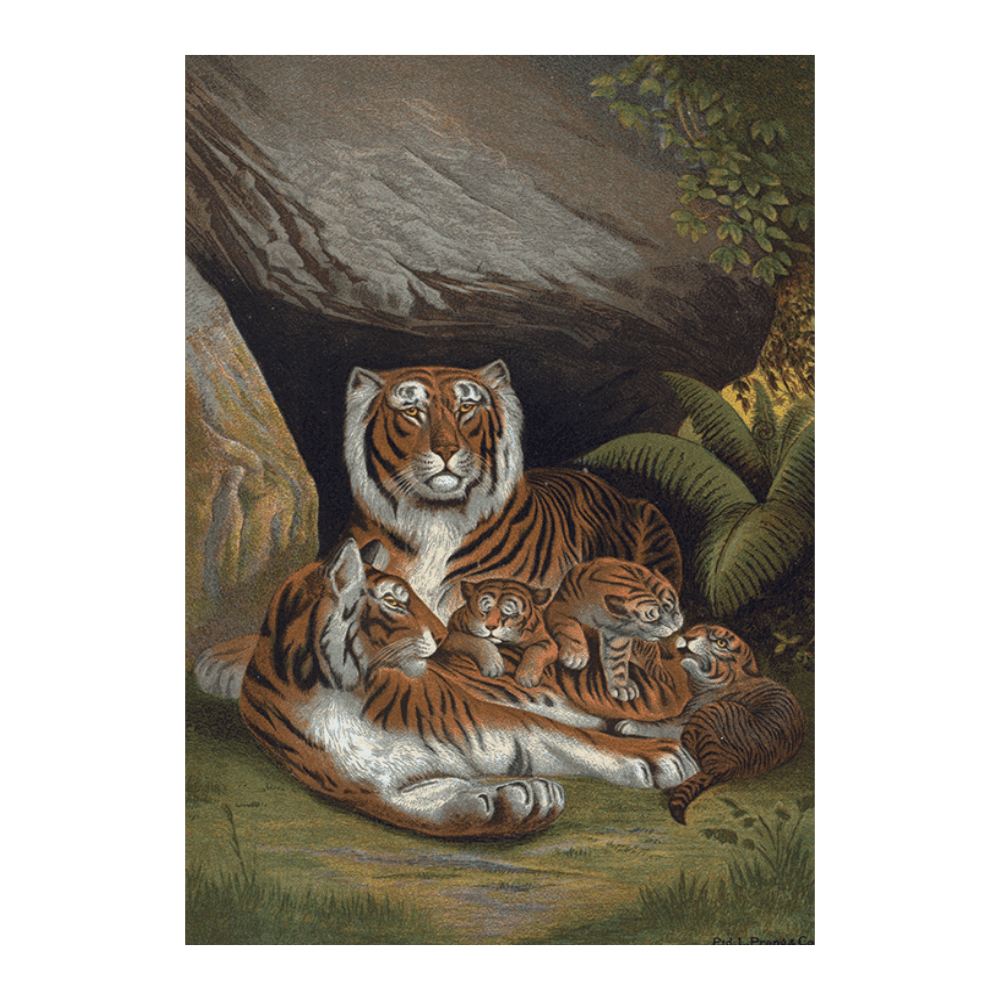 ‍Tiger (100% off)