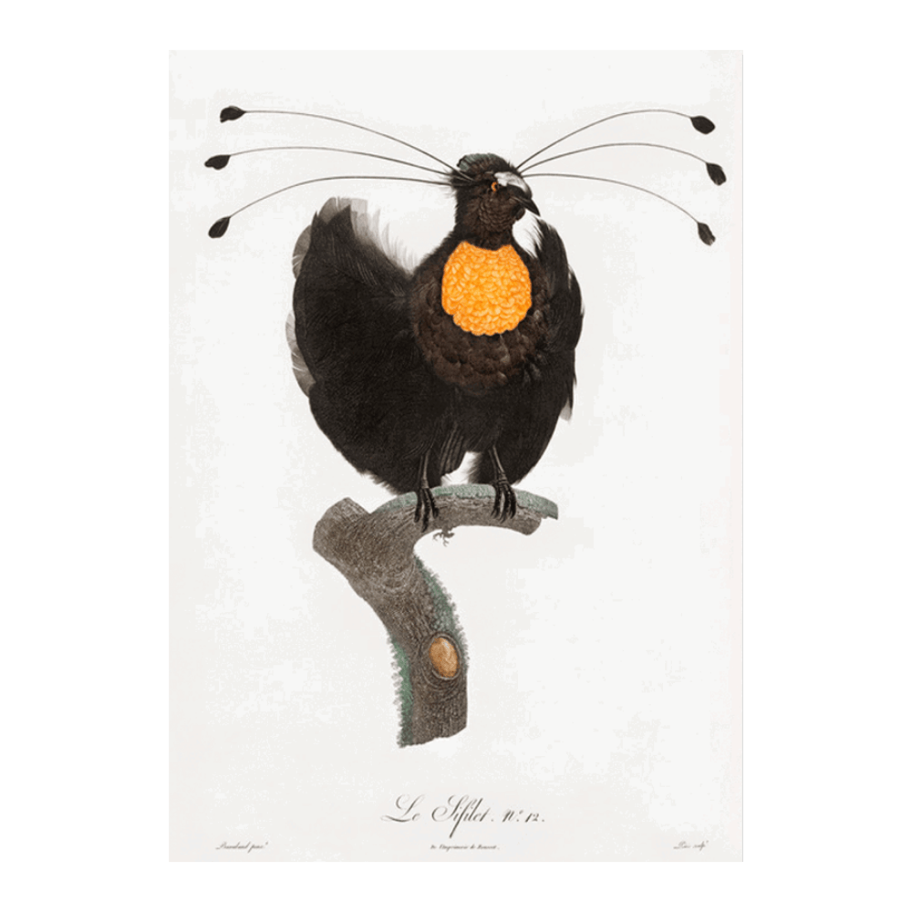 Western Parotia