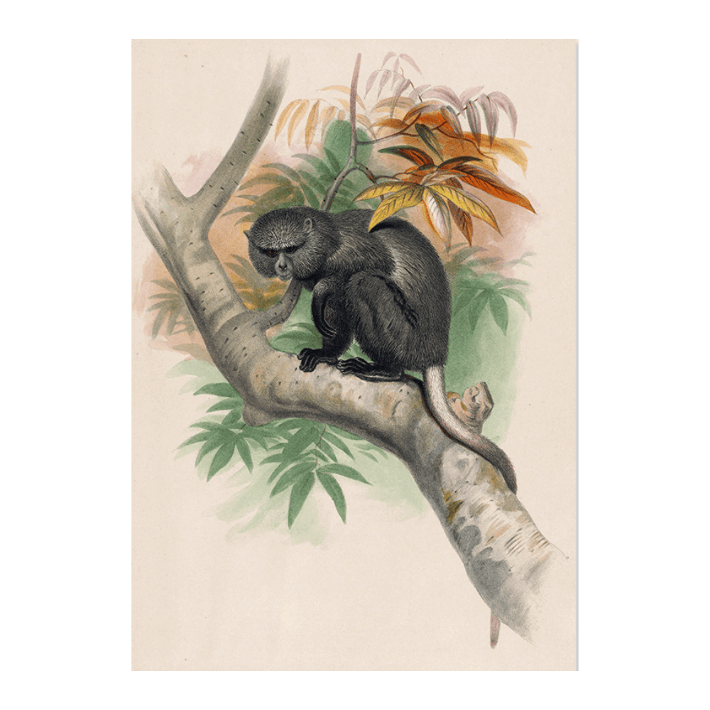 The Pluto Monkey